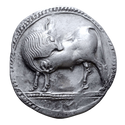 Sybaris Bull